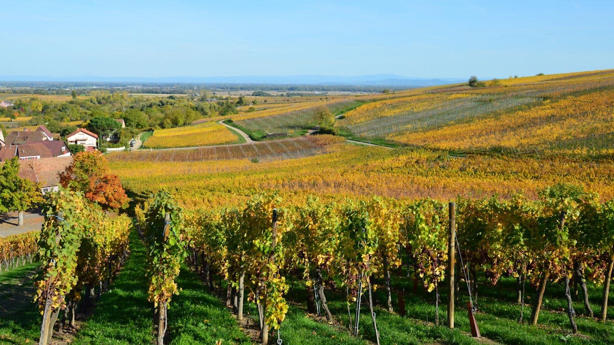 Etiquetado de vino ecologico y natural: normas de ingredientes en la UE