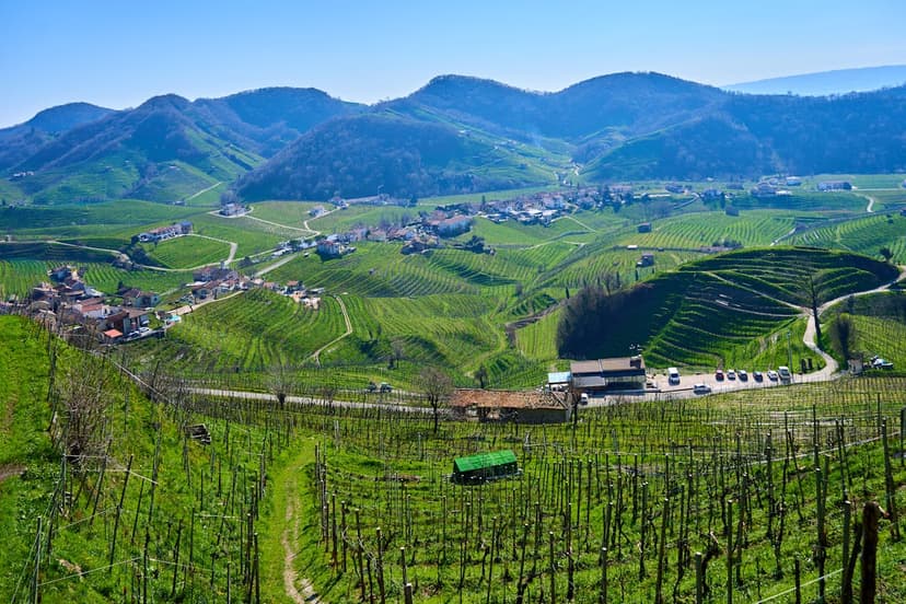 EU Wine E-Label Compliance in Italy: What Italian Winemakers Must Know